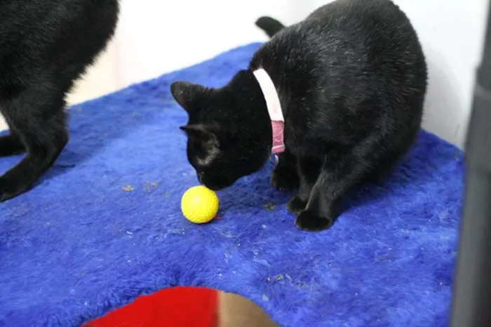 Gato ra a  idade 2 anos nome Nebulosa