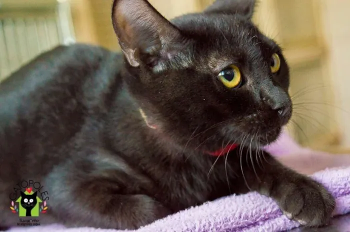 Gato ra a  idade 2 anos nome Nebulosa