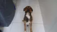 barão 