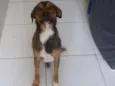 barão 