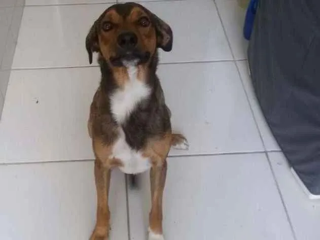 Cachorro ra a SRD idade 2 anos nome barão 