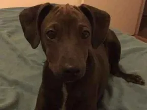 Cachorro raça Vira Lata idade 7 a 11 meses nome Tobias