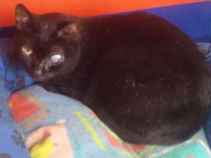 Gato raça  idade 3 anos nome Mexerica