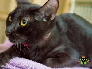 Gato raça  idade 2 anos nome Nebulosa
