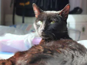 Gato raça  idade 2 anos nome Robin Hood