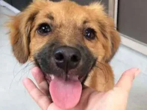 Cachorro raça SRD idade 2 a 6 meses nome Sem nome