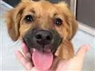 Cachorro raça SRD idade 2 a 6 meses nome Sem nome