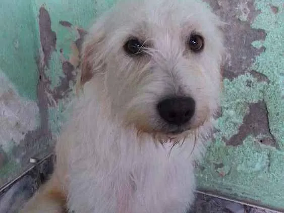 Cachorro ra a Vira-lata idade 1 ano nome Marley