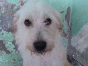 Cachorro raça Vira-lata idade 1 ano nome Marley