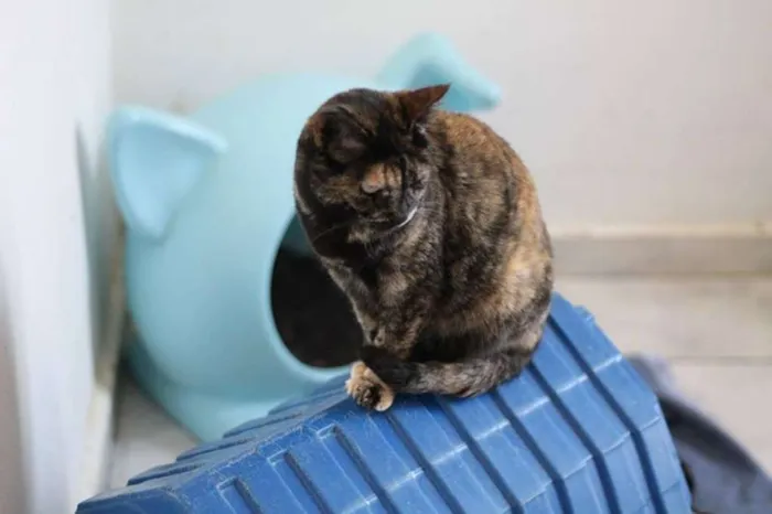 Gato ra a  idade 2 anos nome Madalena