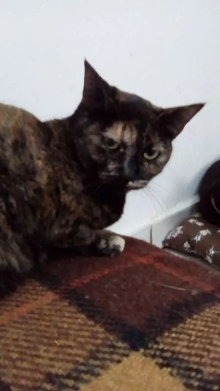 Gato ra a  idade 2 anos nome Madalena