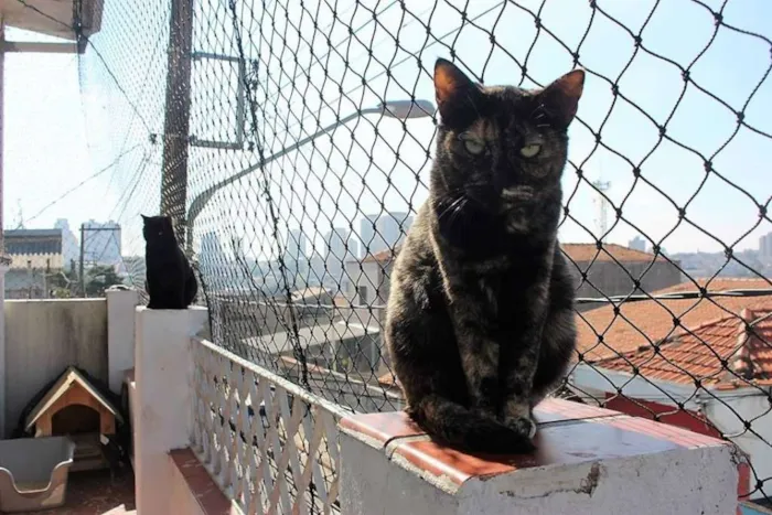 Gato ra a  idade 2 anos nome Madalena