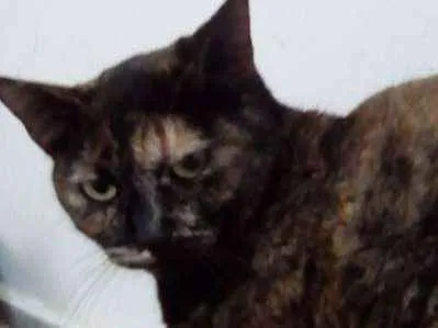Gato ra a  idade 2 anos nome Madalena