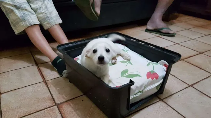 Cachorro ra a Mistura ( poodle com vira-lata idade 2 a 6 meses nome Marley