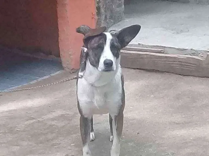 Cachorro ra a labrador e viralata  idade 7 a 11 meses nome piquito