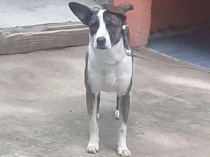 Cachorro ra a labrador e viralata  idade 7 a 11 meses nome piquito