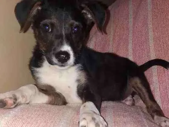 Cachorro ra a Indefinido  idade Abaixo de 2 meses nome Mike