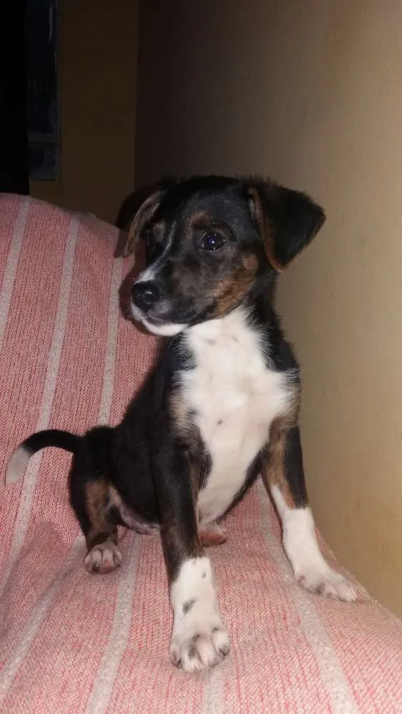 Cachorro ra a Indefinido  idade Abaixo de 2 meses nome Mike