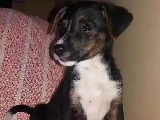 Cachorro ra a Indefinido  idade Abaixo de 2 meses nome Mike