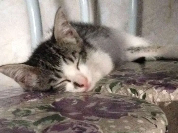 Gato ra a SRD idade 2 a 6 meses nome Flor