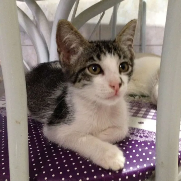 Gato ra a SRD idade 2 a 6 meses nome Flor