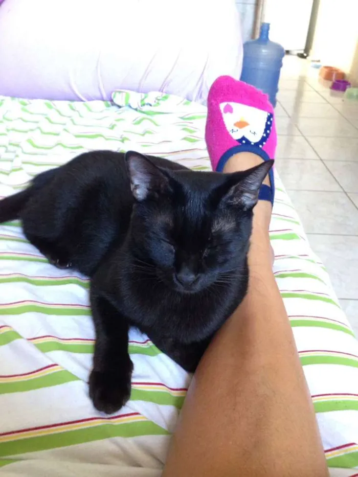 Gato ra a SRD idade 1 ano nome Dara