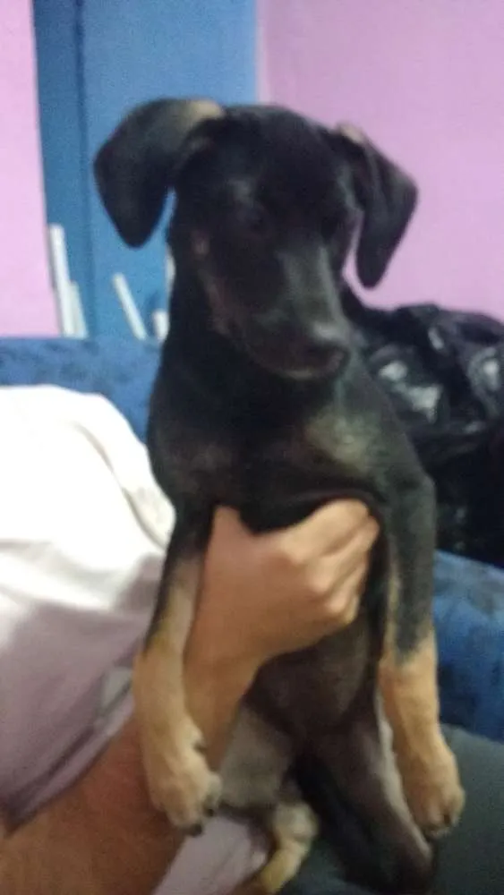Cachorro raça Vira-lata idade 2 a 6 meses nome Luna