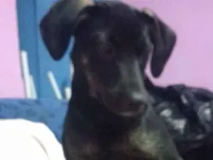 Cachorro raça Vira-lata idade 2 a 6 meses nome Luna