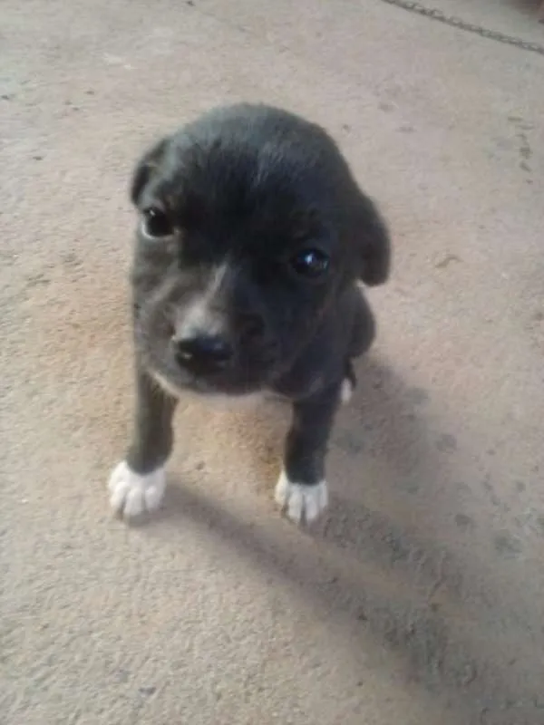 Cachorro raça  idade 2 a 6 meses nome sem nome