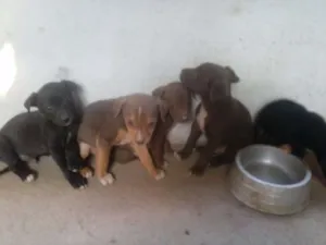 Cachorro raça  idade 2 a 6 meses nome sem nome