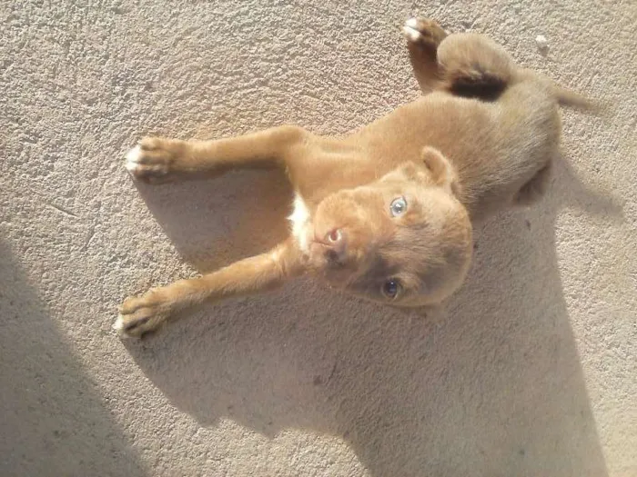 Cachorro raça  idade 2 a 6 meses nome sem nome