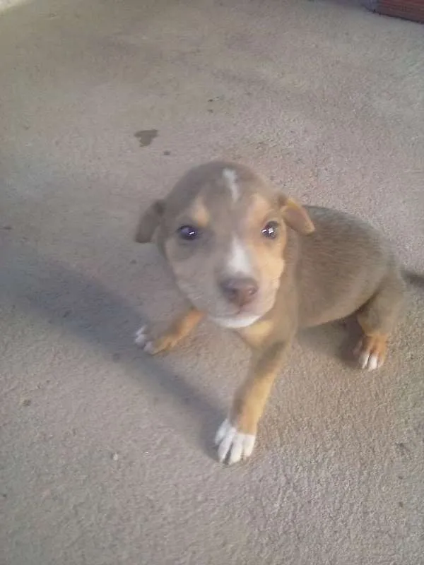 Cachorro raça  idade 2 a 6 meses nome sem nome
