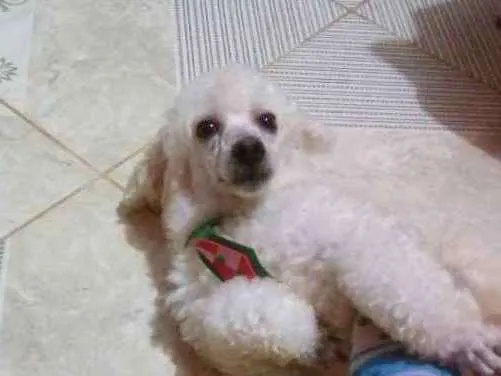 Cachorro raça Poodle idade 2 anos nome Olly