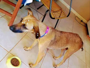 Cachorro raça Srd  idade 1 ano nome Dora