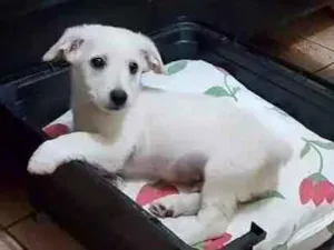 Cachorro raça Mistura ( poodle com vira-lata idade 2 a 6 meses nome Marley
