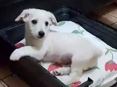 Cachorro ra a Mistura ( poodle com vira-lata idade 2 a 6 meses nome Marley