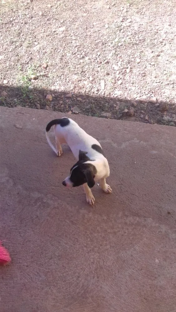Cachorro raça Vira lata idade 2 a 6 meses nome Mandy