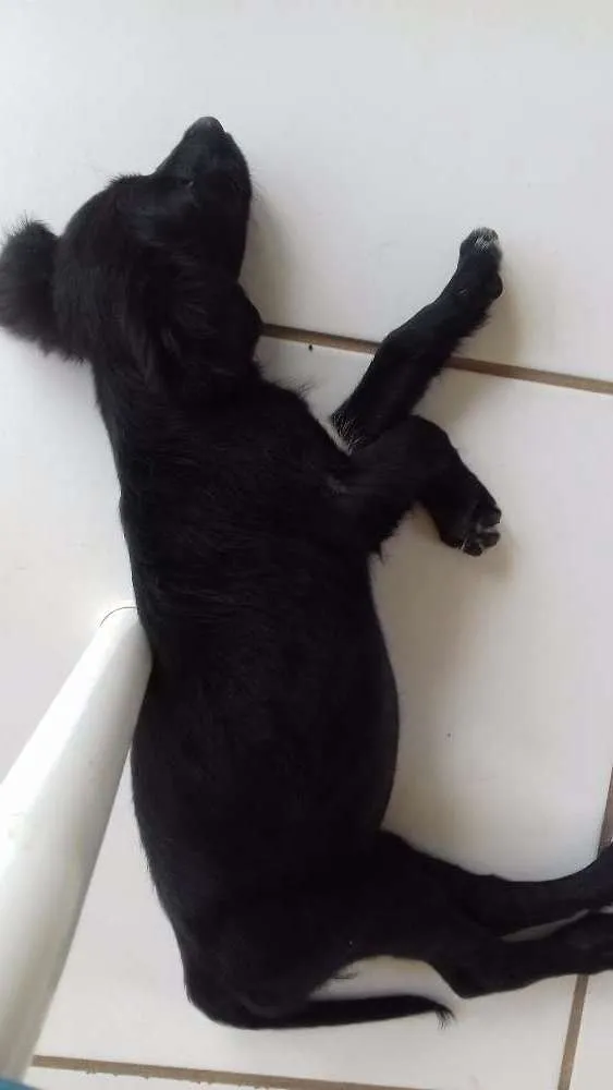 Cachorro raça Vira lata idade 2 a 6 meses nome Lua