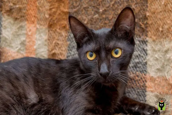 Gato ra a  idade 2 anos nome Gaia