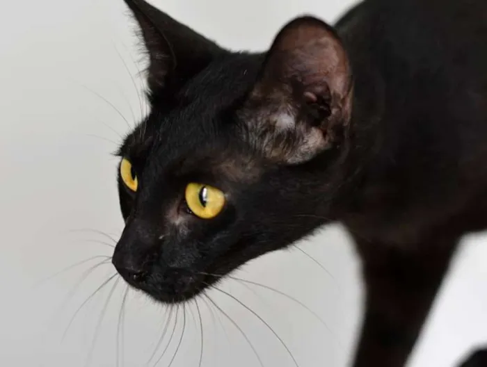 Gato ra a  idade 2 anos nome Gaia