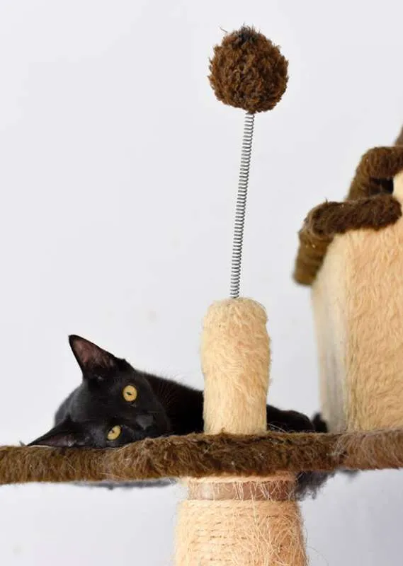 Gato ra a  idade 2 anos nome Gaia