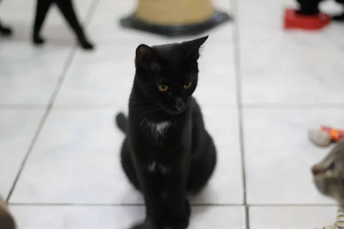 Gato ra a  idade 7 a 11 meses nome Kiara
