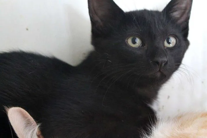 Gato ra a  idade 7 a 11 meses nome Kiara