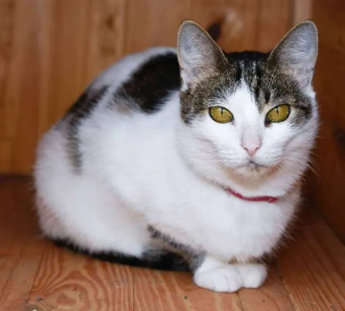 Gato ra a  idade 2 anos nome Corujinha