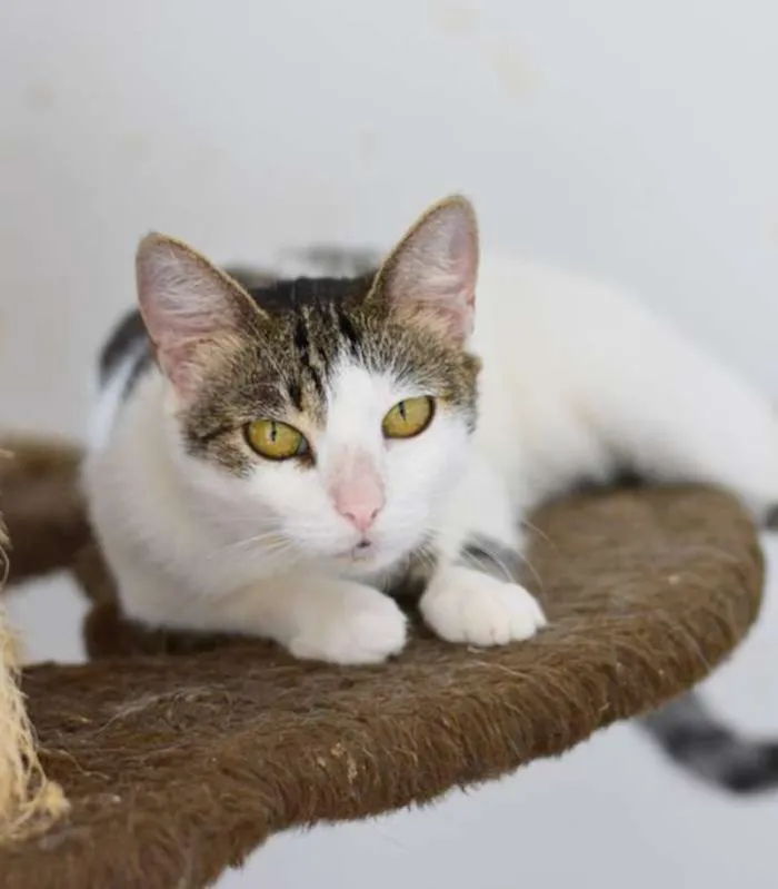 Gato ra a  idade 2 anos nome Corujinha