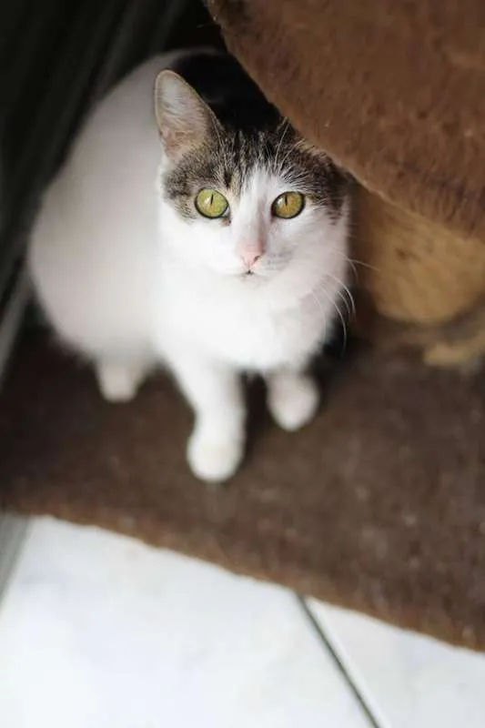 Gato ra a  idade 2 anos nome Corujinha