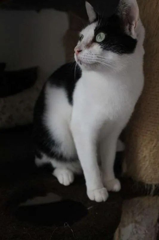 Gato ra a  idade 2 anos nome Tininha