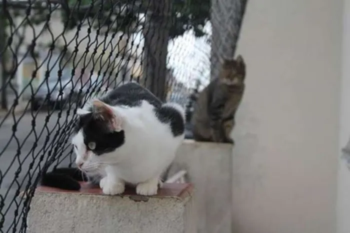 Gato ra a  idade 2 anos nome Tininha