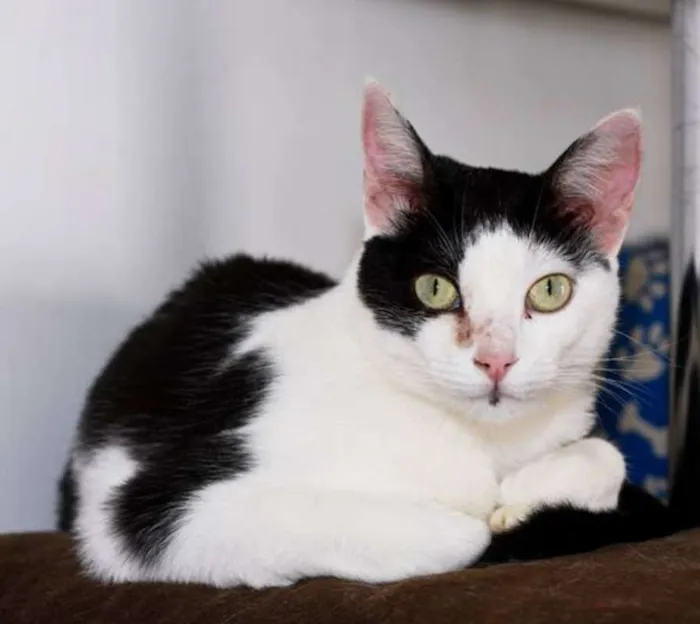 Gato ra a  idade 2 anos nome Tininha