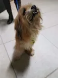 Chiquinho